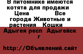 В питомнике имеются котята для продажи › Цена ­ 30 000 - Все города Животные и растения » Кошки   . Адыгея респ.,Адыгейск г.